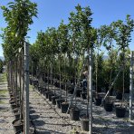 Vavrínovec lekársky (Prunus laurocerasus) ´NOVITA´ - výška 270-290 cm, obvod kmeňa 6/8 cm, kont. C20L/ C30L (-22°C) NA KMIENKU